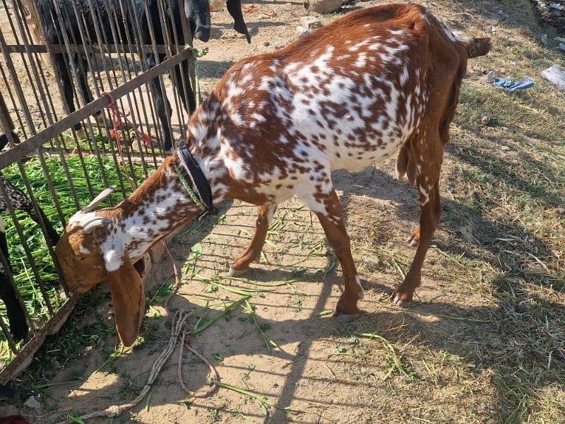 Pure Makhi cheeni Female with Male 5