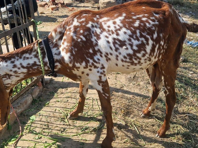 Pure Makhi cheeni Female with Male 6