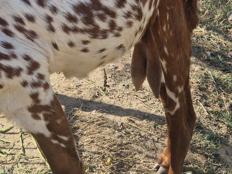 Pure Makhi cheeni Female with Male 7