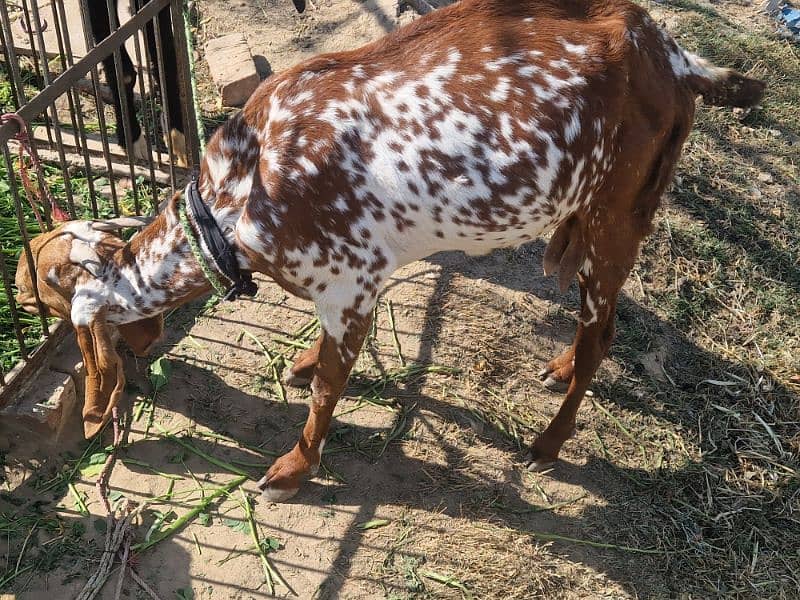 Pure Makhi cheeni Female with Male 8