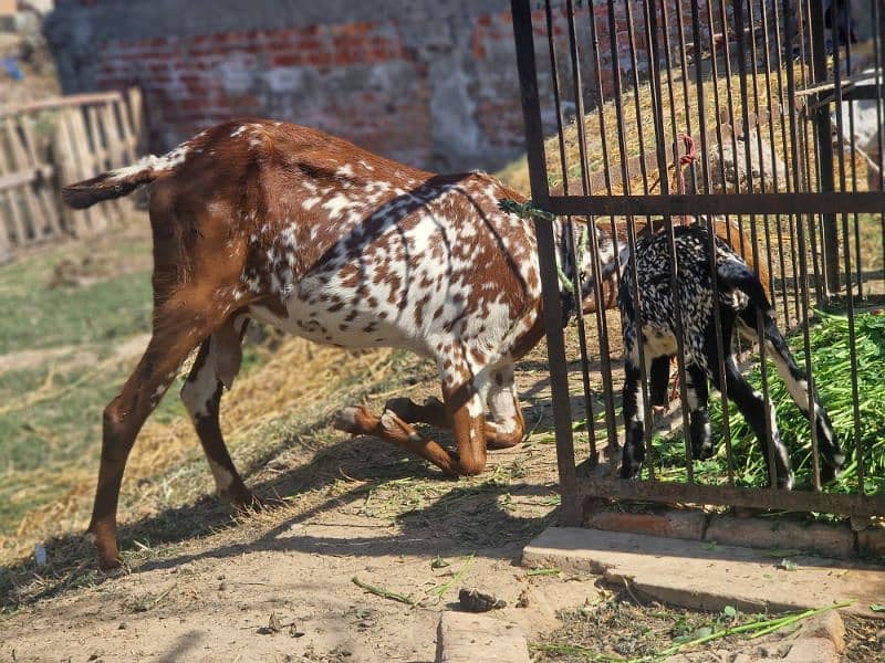 Pure Makhi cheeni Female with Male 9