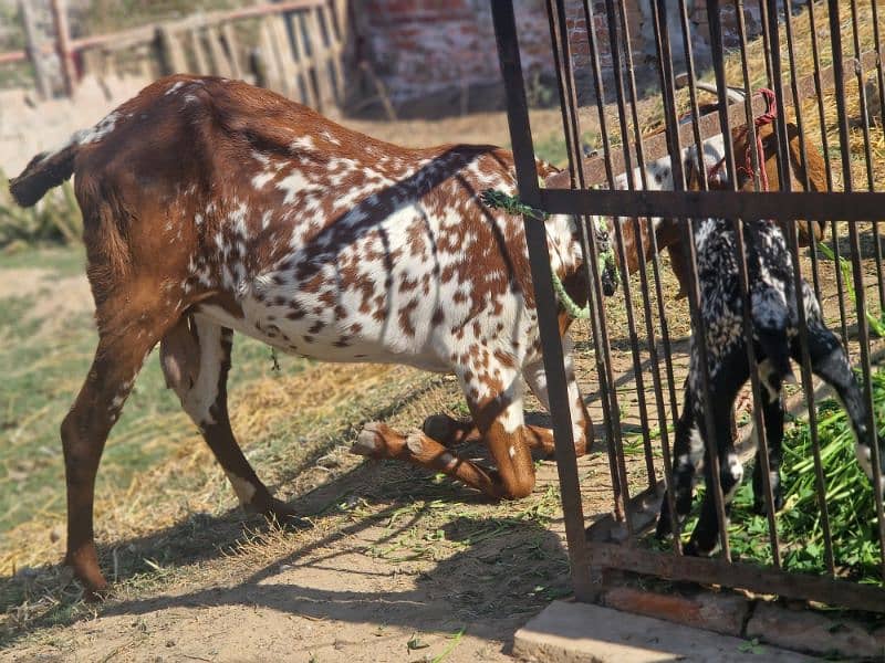 Pure Makhi cheeni Female with Male 10