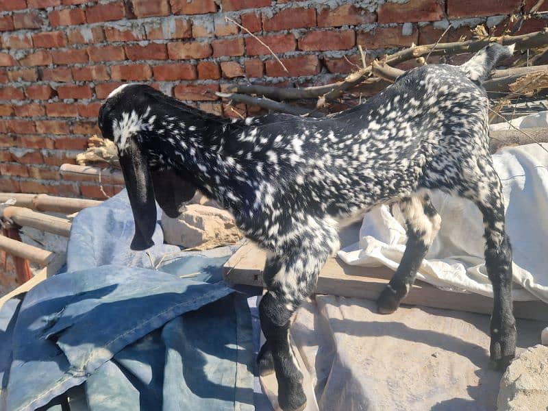 Pure Makhi cheeni Female with Male 12