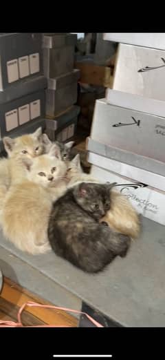 Persian Double Coat kittens