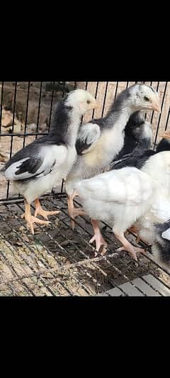 Heera Aseel Breeders & chicks|Shamo cross Black chicks|