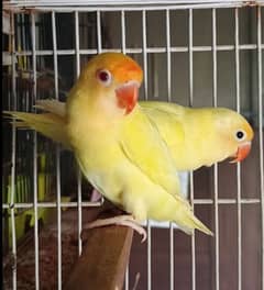 lovebirds