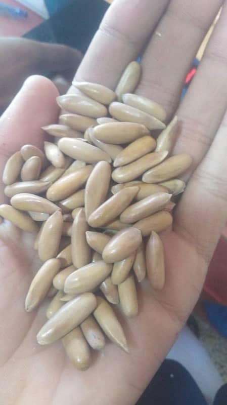 Premium Quality Chilghoza ( چِلغوزہ ) | Pine Nuts - Fresh &Organic 0