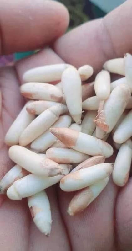 Premium Quality Chilghoza ( چِلغوزہ ) | Pine Nuts - Fresh &Organic 1