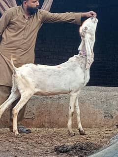 Rajan Pur  Bakri 3 Month ki gaban Bakri 100%