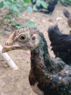 Murga Murgi (Aseel And Black Australorp Hen )