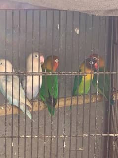 lovebirds in low price