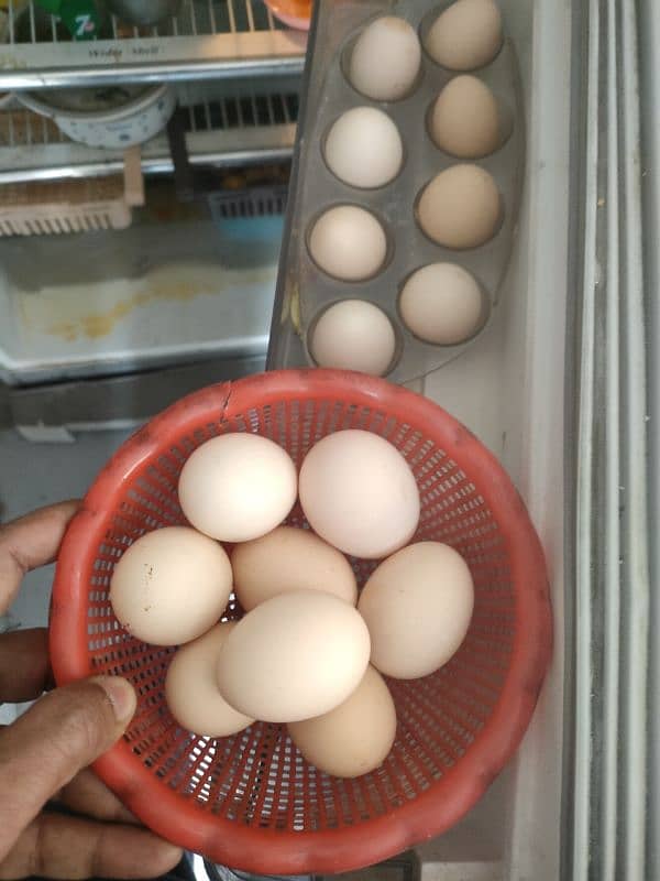 Fertile eggs for incubation and for hatching 3