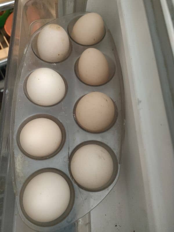 Fertile eggs for incubation and for hatching 4