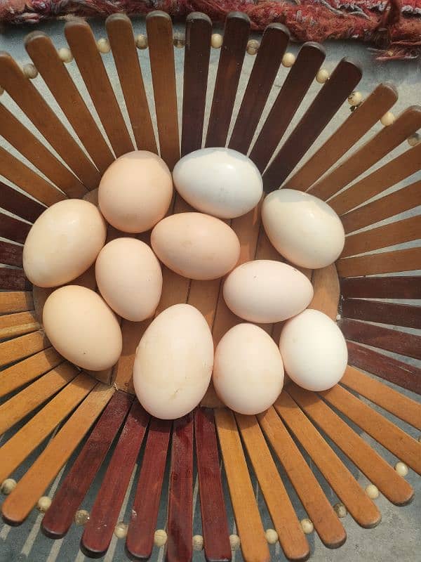 Fertile eggs for incubation and for hatching 5