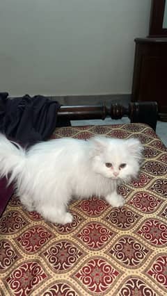 Persian green eyes Long coat female cat