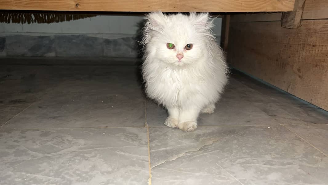 Persian green eyes Long coat female cat 3