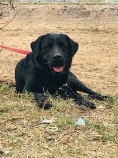 British Black Labrador Retriever For Sale