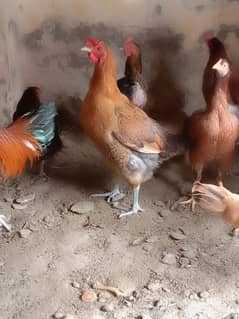 hens for sale