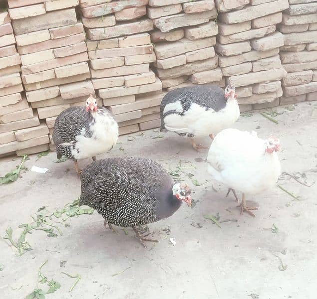 Young Chakor Pair Available 0308-8635787 0