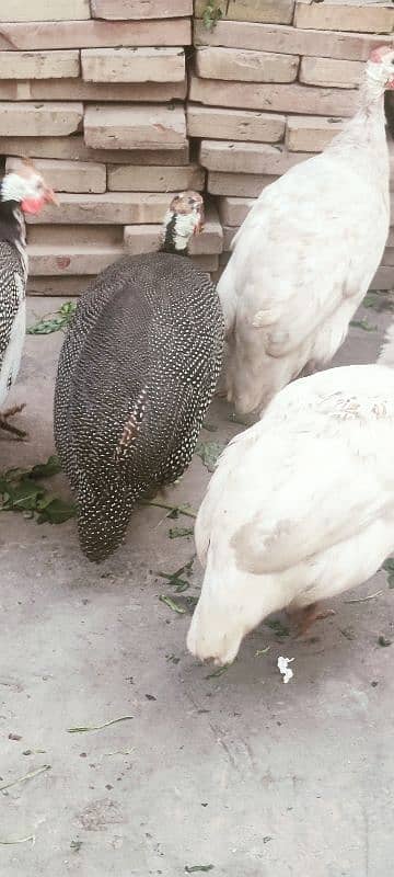 Young Chakor Pair Available 0308-8635787 5