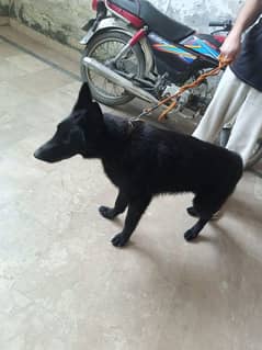 Healthy and energetic Black German Shepherd puppies for sale