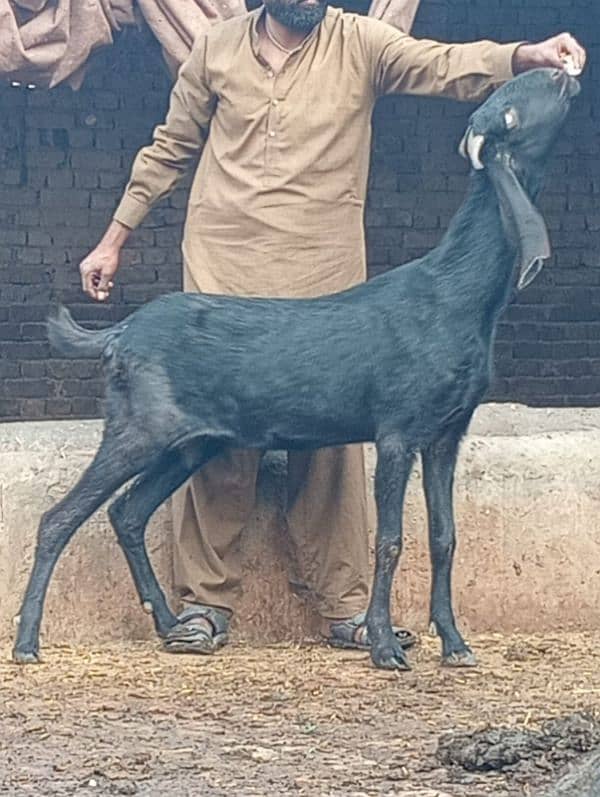 Rajan Pur Bakri 3 Month ki 100% Gaban 3