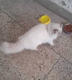 Hamaliyan cat  with blue eyes for sale on urgent basis