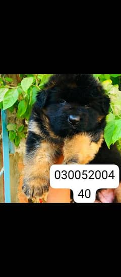 German Shepherd puppy Pedigree+Microchipped