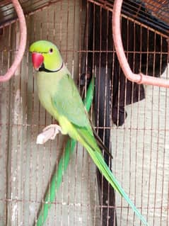 ringneck parrot he breeding k kaam ayga