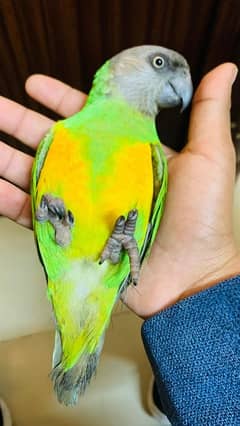 Hand Tamed Senegal Parrot