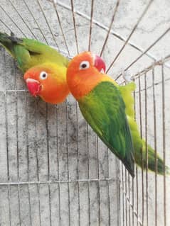 Lovebird, exibition, Australian, cages for sale read ad 03165389186