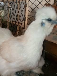 White Silkie Breeder Egg Laying