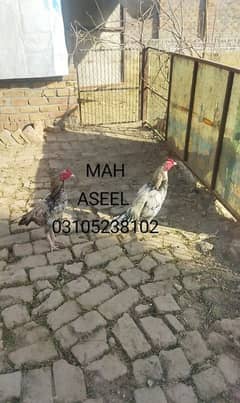 Aseel quality nar 4 piece