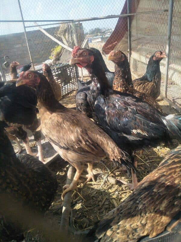 aseel hens checken murgi for sale 0