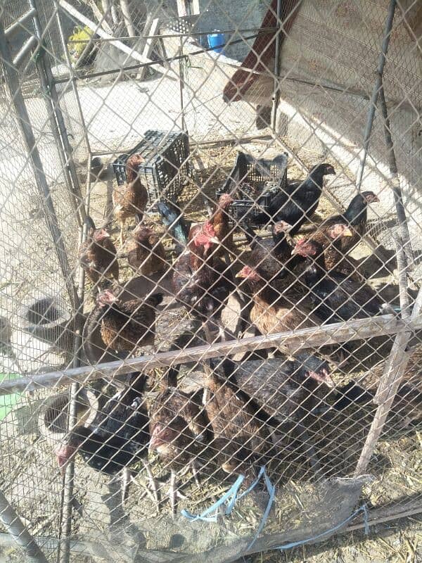 aseel hens checken murgi for sale 1