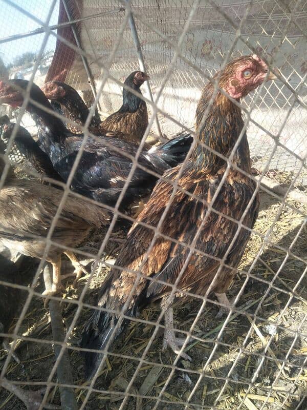 aseel hens checken murgi for sale 2