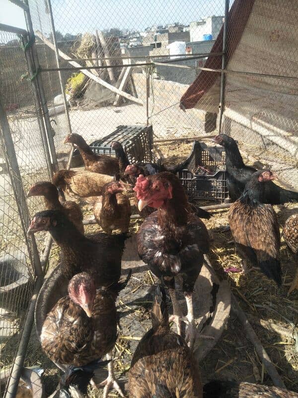 aseel hens checken murgi for sale 3