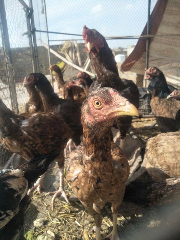 aseel hens checken murgi for sale 4