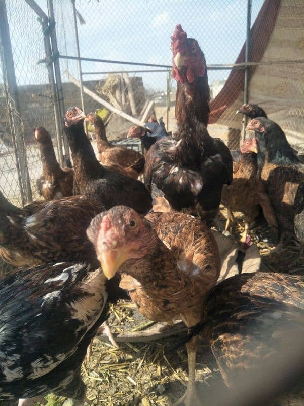 aseel hens checken murgi for sale 5