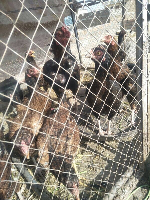 aseel hens checken murgi for sale 6