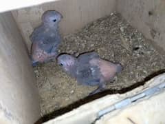 pineapple conure pair