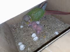 pineapple conure pair