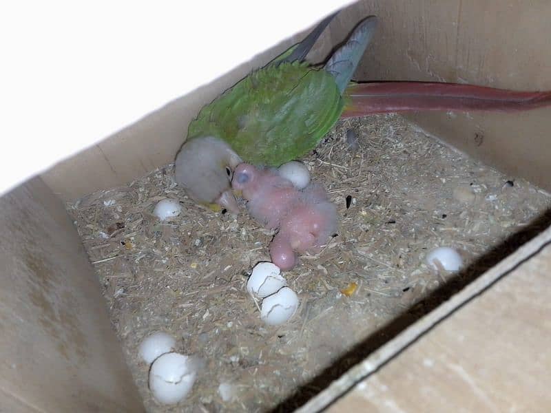 pineapple conure pair 3