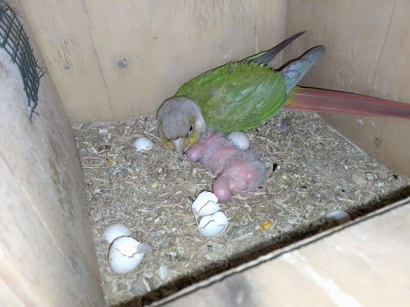 pineapple conure pair 4