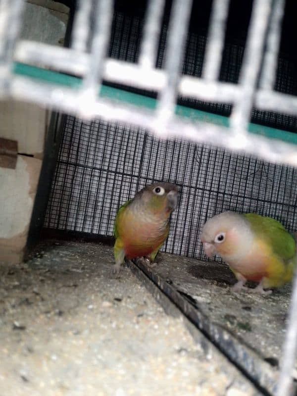 pineapple conure pair 5