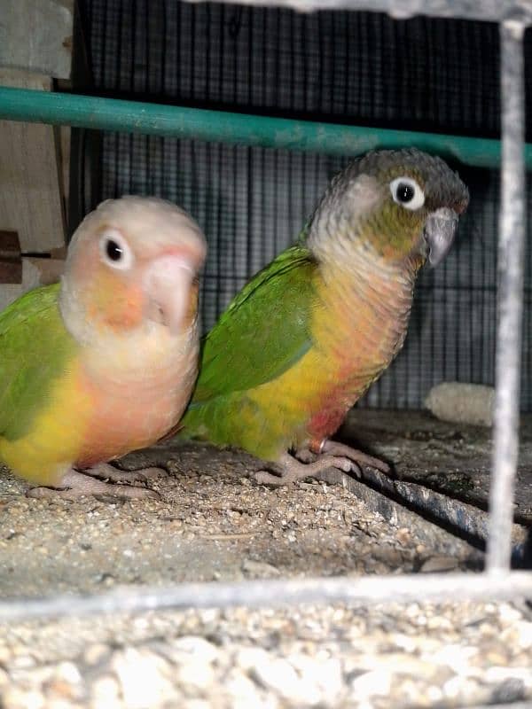 pineapple conure pair 6