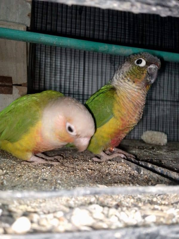 pineapple conure pair 7