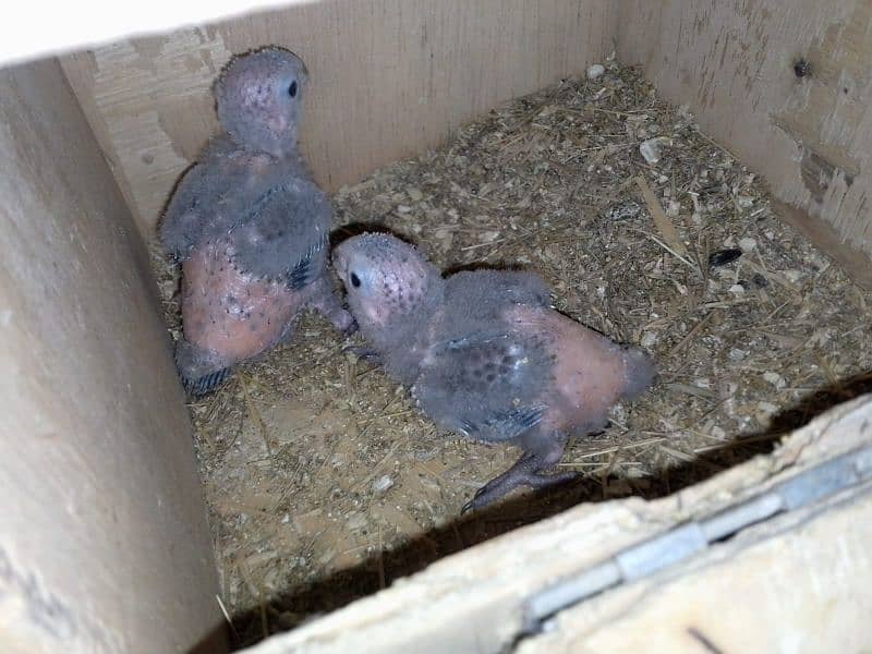 pineapple conure pair 8