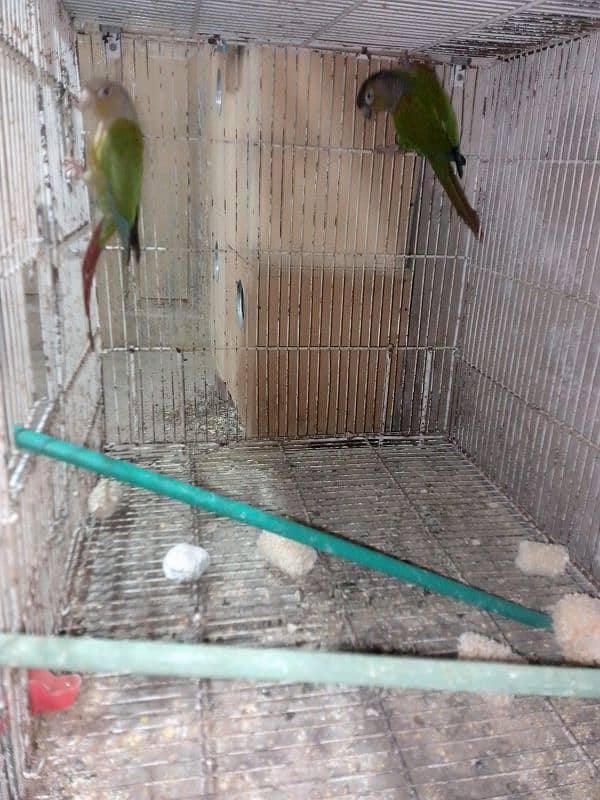 pineapple conure pair 9