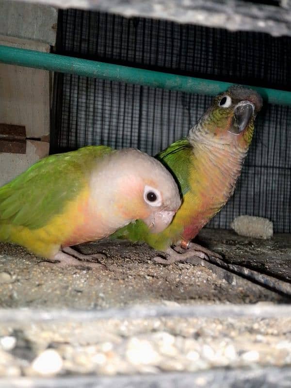 pineapple conure pair 10